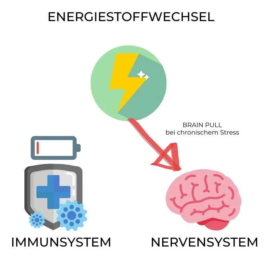 Grafik: Aus dem gemeinsamen Energiestoffwechsel zieht das Nervensystem bei chronischem Stress Energie ab, der Akku des Immunsystems wird leer