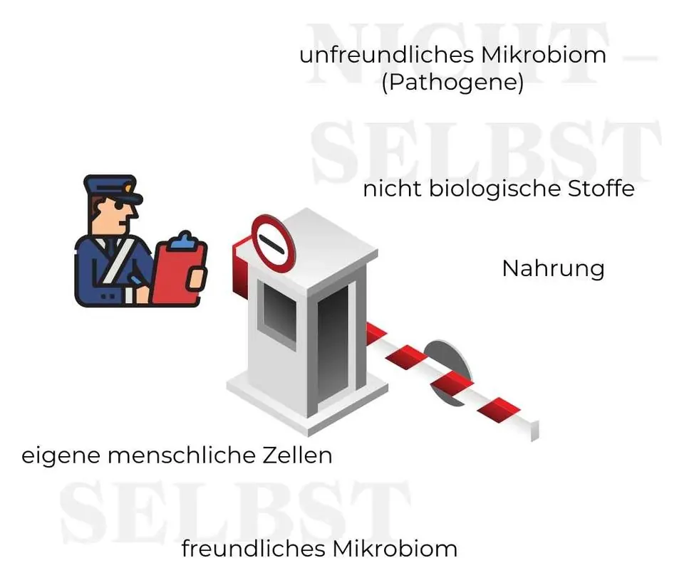 Grafik: An einer Schranke sortiert eine Kontrolle „selbst“ (eigene Zellen, freundliches Mikrobiom) und „nicht selbst“ (Krankheitserreger, nicht biologische Stoffe, Nahrung)