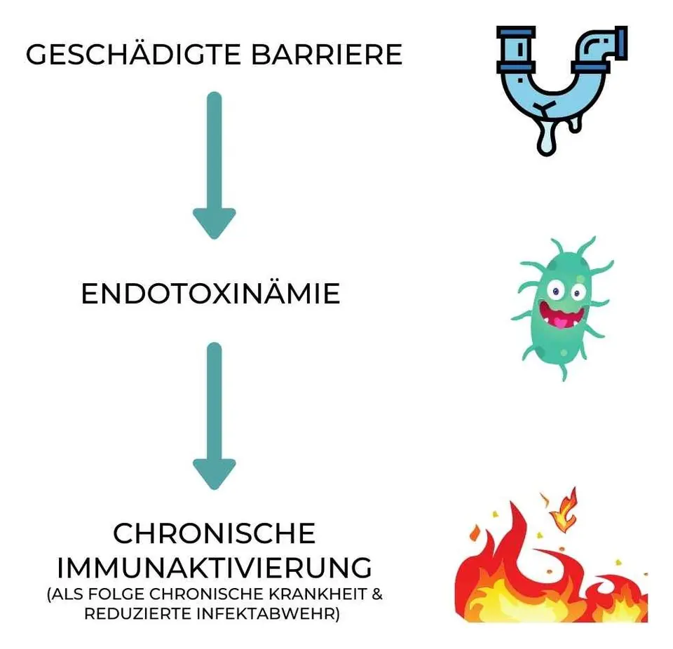 Grafik: Geschädigte Barriere führt zu Endotoxinämie, diese zu chronischer Immunaktivierung