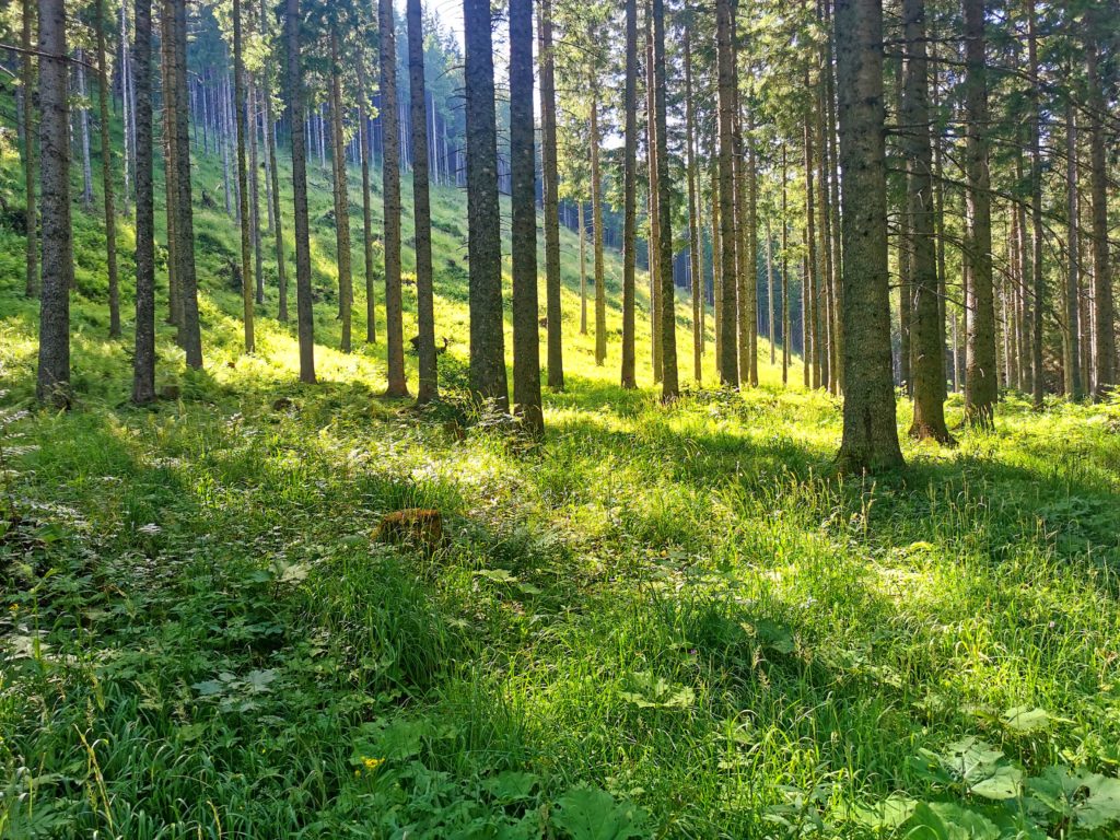 Mario Einödmaier, Personal Training, Trainingsbetreuung, Trainingsplanung, Radsport, Laufsport, Gruppentraining, Workshops, Leistungsdiagnostik, Ausdauertraining, Krafttraining, Mobilität, Ernährung, Mikronährstoffe, Lebenstil, Lifestyle